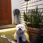 リストランテ ピッツェリア ジャンカルロ トウキョウ - 益々ボサボサに・・