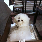 リストランテ ピッツェリア ジャンカルロ トウキョウ - 夕暮れのテラス