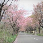 白神飯店 - オマケ・食後のドライブで岩木山のオオヤマザクラ