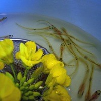 飴源 - 白魚のおどり１