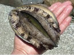 磯陣 - 郡山（海鮮）の写真