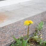 八百屋カフェ わがきん - 