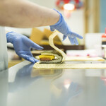 ポーたま - ご注文をいただいてから出来立てをご提供します