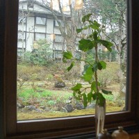 万平ホテル メインダイニングルーム - 2008年４月テーブル花