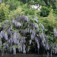 九つ井 本店 - 駐車場から見えた藤