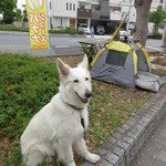 バナジュー - 看板犬のルナちゃん