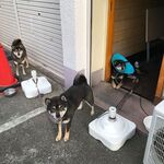 ピッザピッザピッザ - 