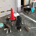 ピッザピッザピッザ - 