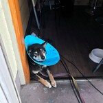 ピッザピッザピッザ - 