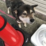 ピッザピッザピッザ - 