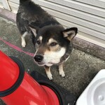 ピッザピッザピッザ - 