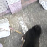 ピッザピッザピッザ - 