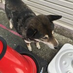 ピッザピッザピッザ - 