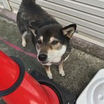 ピッザピッザピッザ - 