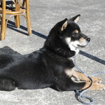 ピッザピッザピッザ - 