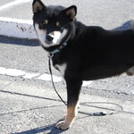 ピッザピッザピッザ - 