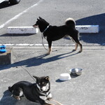 ピッザピッザピッザ - 