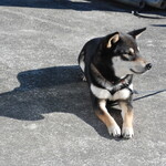 ピッザピッザピッザ - 