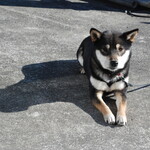 ピッザピッザピッザ - 