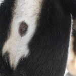 ピッザピッザピッザ - 