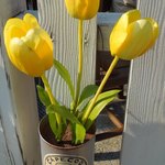 ケープコッド・クックオフ - （2012/4月）