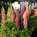 ケープコッド・クックオフ - （2012/4月）