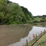 山しのぶ - 裏の田んぼです。（こちらの所有ではありませんが…）