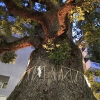 クリマ ディ トスカーナ - 