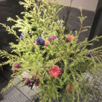 天寿し - 店前の装飾花、秋