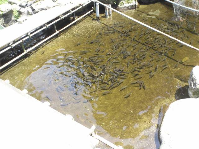 清流あまごセンター 松阪 郷土料理 その他 食べログ 清流あまごセンター 松阪 郷土料理 その他 食べログ