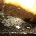 肉汁出とりますwww