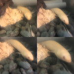 鰻はし本 - 池神様