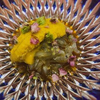 鮨ひろ瀬 - 静岡のしらす玉子の黄身和え