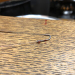 かぶと - 天然から針が出てきました