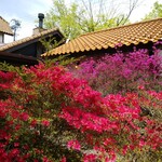 Tannen Tei - 杜鹃花