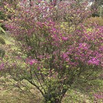 つつじの茶屋 - 