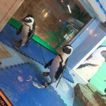 ペンギンのいるダイニングバー沖縄 - 