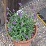 もんど - 店頭のラベンダー　2020.5