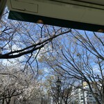 Ji Sen - 店舗の窓から　咲き始めの桜