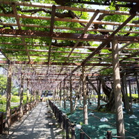 食樂庵 報徳 - 藤棚