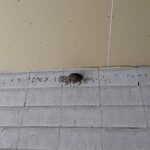 中華そば麦右衛門 - 