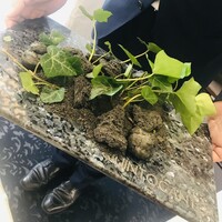 クイントカント - 