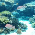 ザ・リッツ・カールトン沖縄 - 熱帯魚の海１