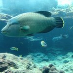 ザ・リッツ・カールトン沖縄 - 熱帯魚の海２