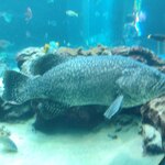 ザ・リッツ・カールトン沖縄 - 熱帯魚の海３