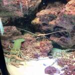 ザ・リッツ・カールトン沖縄 - サンゴの海