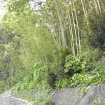 蕎麦 阿き津 - 駅から少し歩くと、竹やぶがたくさん