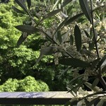 Shinkawa En - 我が家のオリーブ cipressino 種の開花も進んだ
