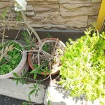 洋食屋 ふじ家 - 