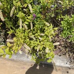 ベーカリーショパン - 